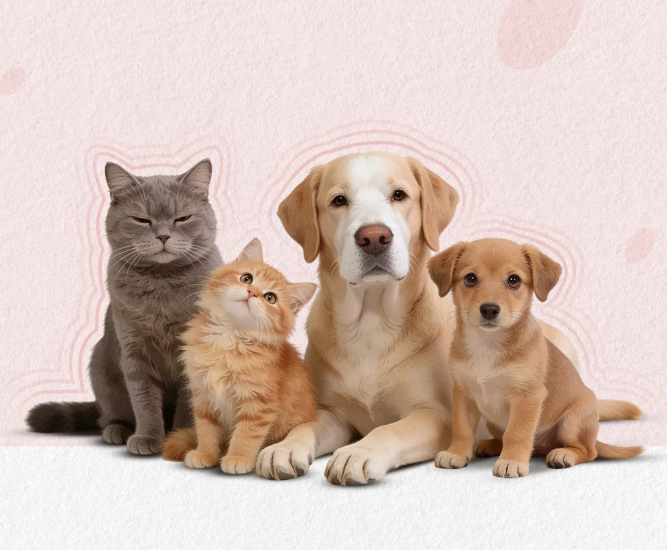 Pet Care Image