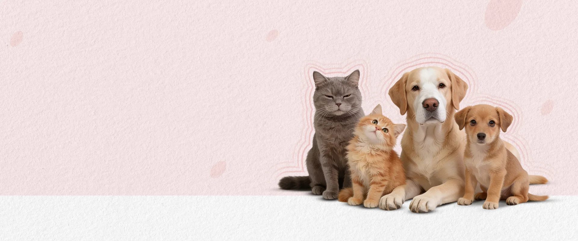 Pet Care Image