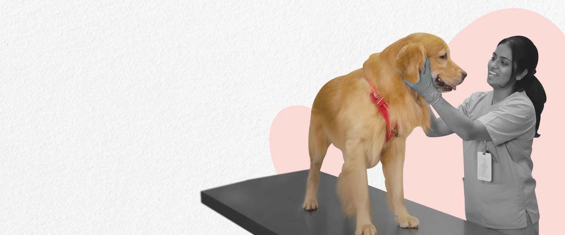 Pet Care Image