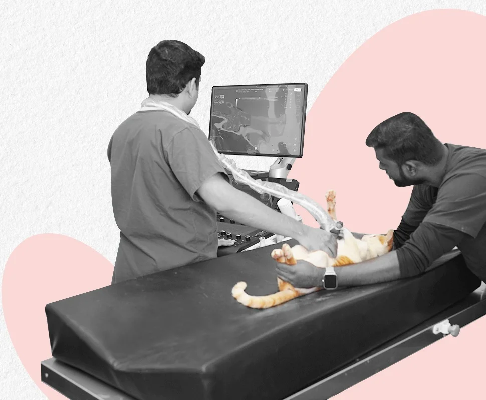 Pet Care Image