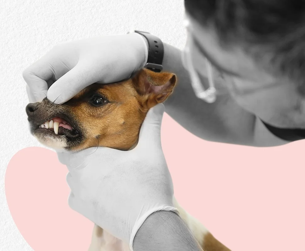 Pet Care Image