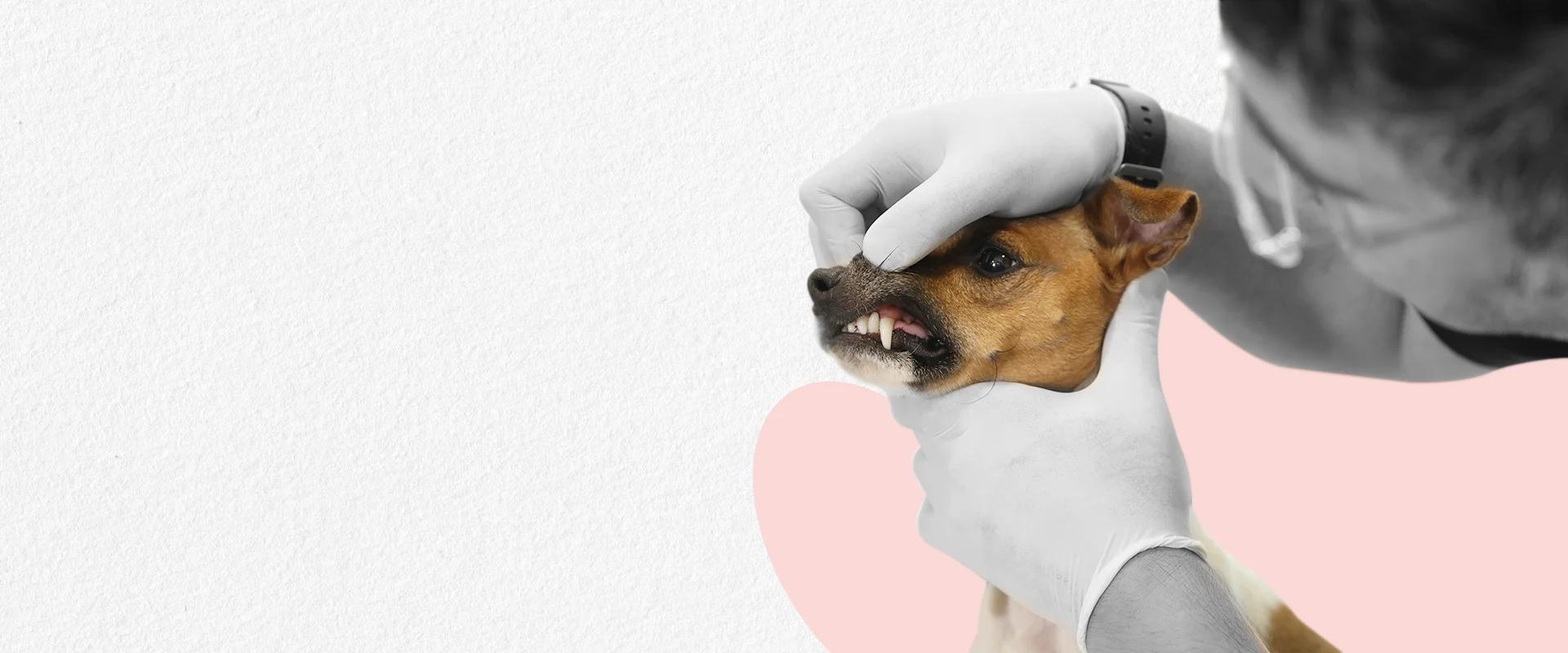 Pet Care Image