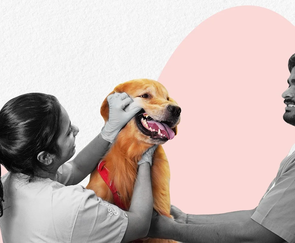 Pet Care Image