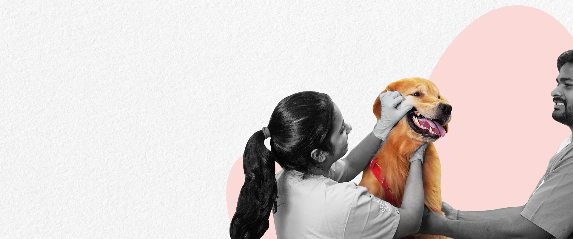 Pet Care Image