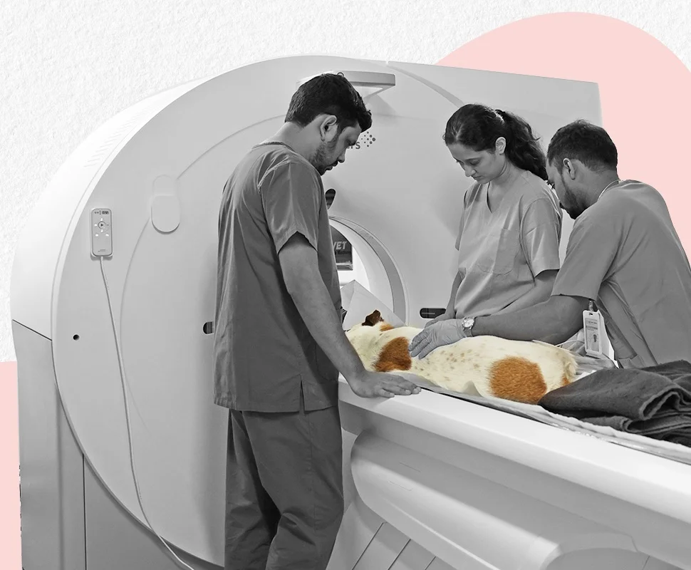 Pet Care Image