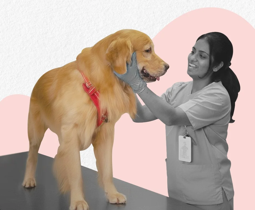 Pet Care Image