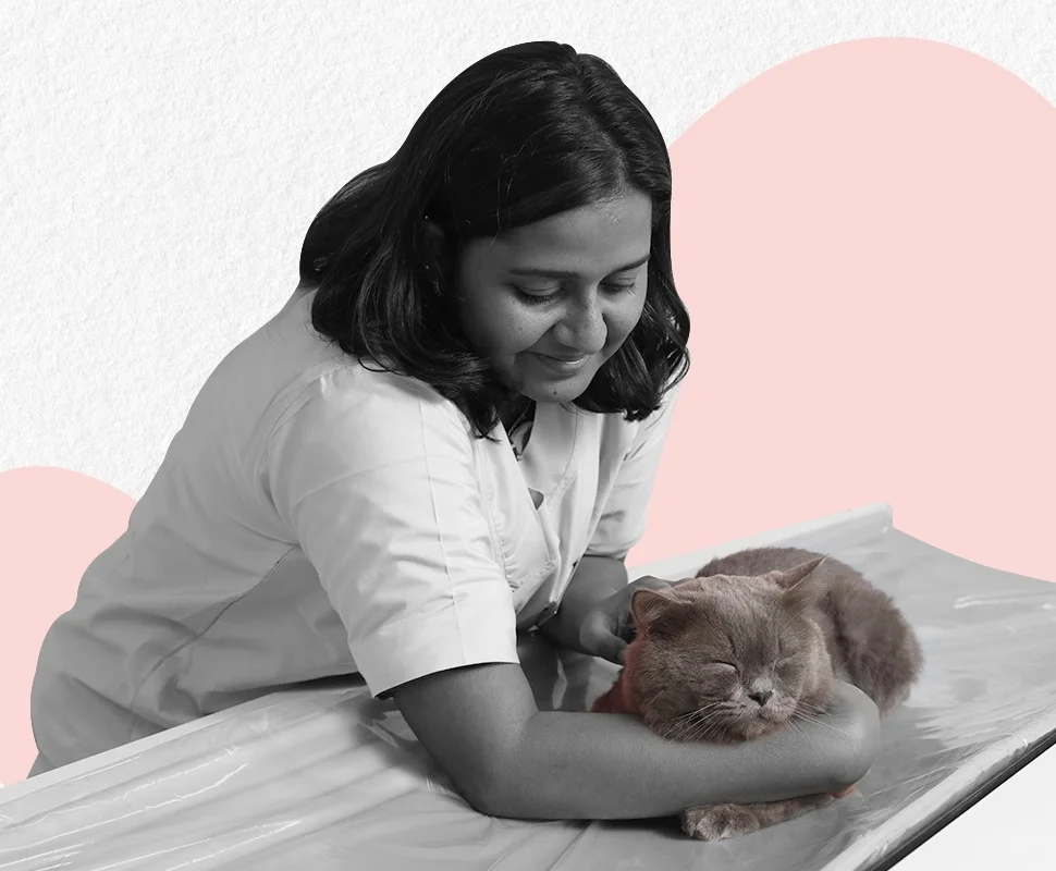 Pet Care Image