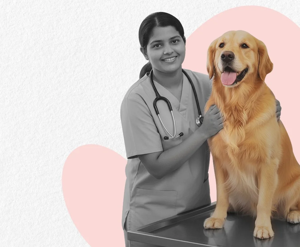 Pet Care Image